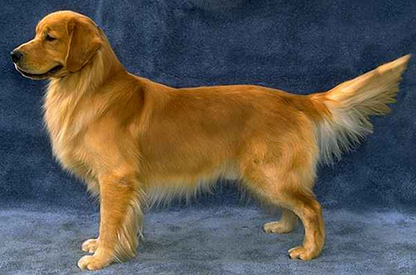 RETRIEVER AURIU